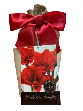 Amaryllis Gift Growing Kit, Includes a White Ceramic Pot, Double King Bulb, and Growing Medium!!